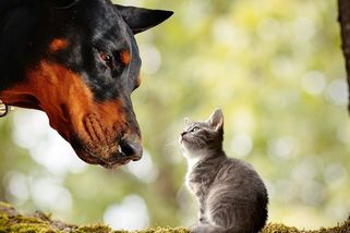 Ze života pejskaře aneb co dokáže jedna kočička - Médium.cz